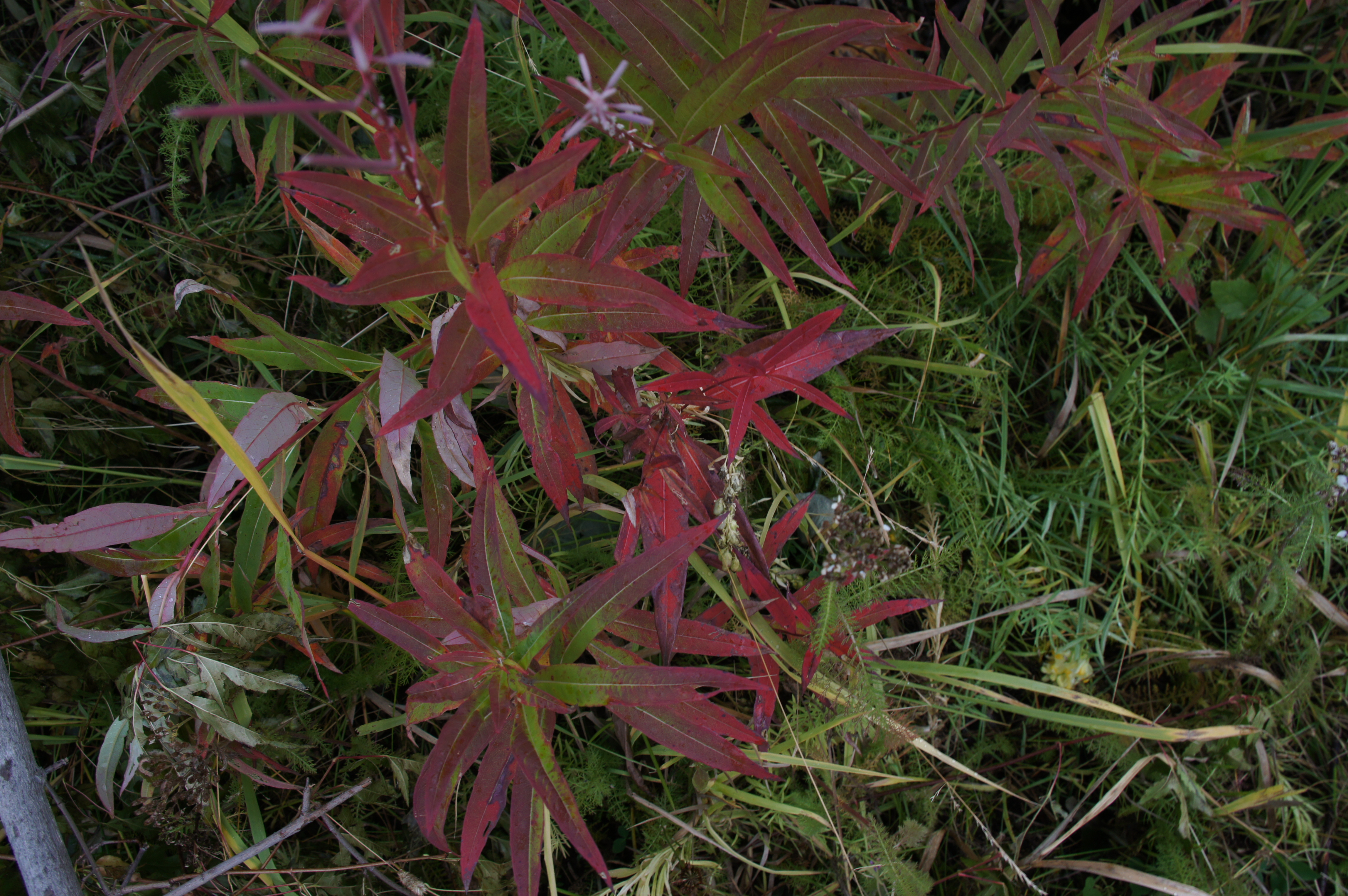 Click to return to the thumbnail index